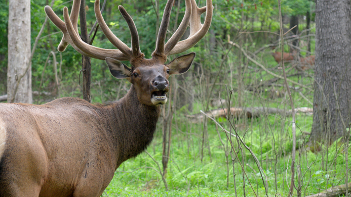 Something Other Than Its Own Mass